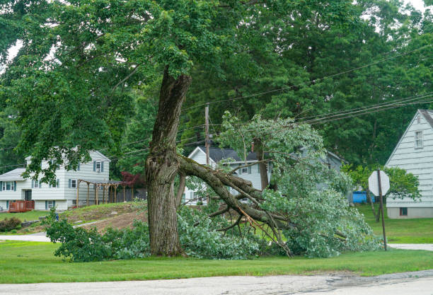 Best Residential Tree Removal  in Muniz, TX